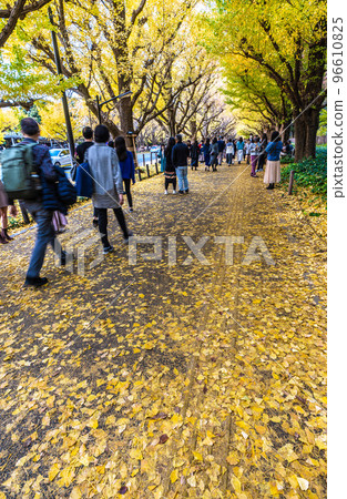 日本東京城市景觀銀杏樹排列成金色的 Jingu Gaien。電暈不幸,但很多人 = 11 月 22 日 日本東京城市景觀銀杏樹排列成金色的 Jingu Gaien。電暈不幸,但很多人 = 11 月 22 日 96610825