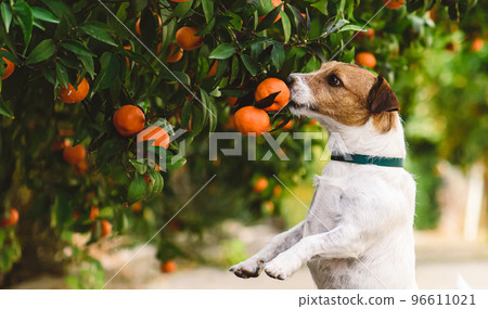 Dog sniffing mandarin on tree likes citrus fruits Dog sniffing mandarin on tree likes citrus fruits 96611021