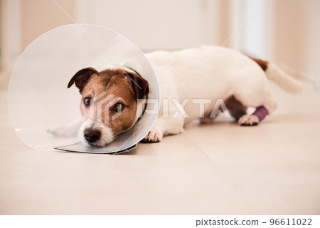 Doggy with injured paw in bandages. Dog needs vet collar cone to stop licking and gnawing wound 96611022