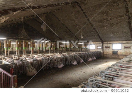 Old dirty pig farm inside. Pregnant sows waiting to be fed Old dirty pig farm inside. Pregnant sows waiting to be fed 96611052