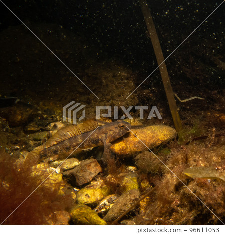 A closeup picture of a Black Goby, Gobius niger, in a beautiful marine environment. Picture from Oresund, Malmo Sweden 96611053