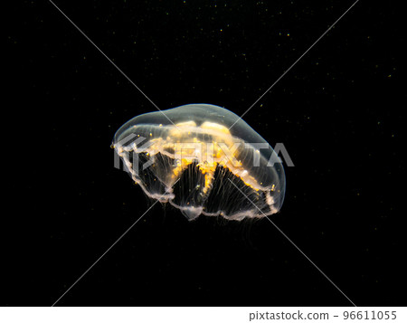 A close-up picture of a Moon jellyfish or Aurelia aurita with black seawater background 96611055