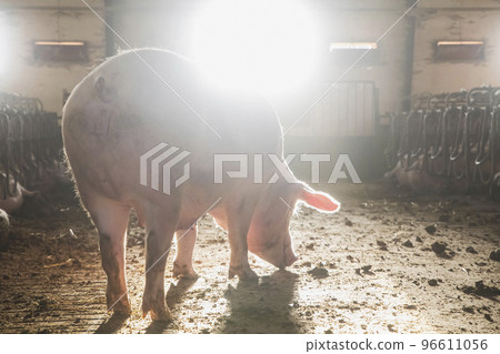 Dawn at the old pig farm 96611056