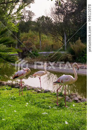 Pack of pink flamingos at the pond in safari park Badoca Pack of pink flamingos at the pond in safari park Badoca 96611078