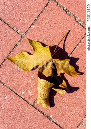 Dry yellow leaf of Platan lying on the track in the park 96611109