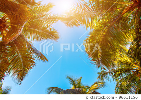 Tropical Background with palm 96611150
