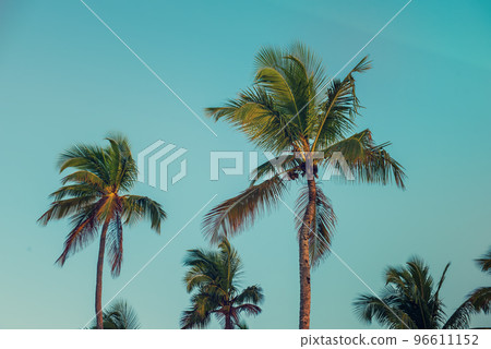 Palm trees and sky 96611152