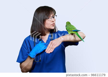 Doctor veterinarian examining green Quaker parrot, on white background Doctor veterinarian examining green Quaker parrot, on white background 96611179