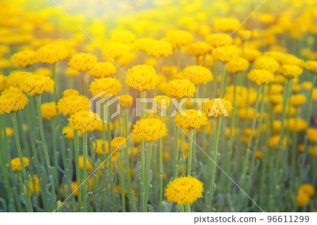 Helichrysum flowers on green nature blurred background. Many yellow flowers for herbalism cultivation in garden. Helichrysum flowers on green nature blurred background. Many yellow flowers for herbalism cultivation in garden. 96611299