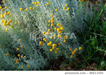 Yellow flowers for herbalism. Medicinal herb. Helichrysum flowers on green nature background. 96611495