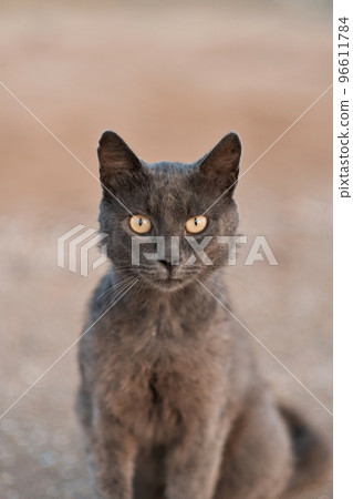 Black cat looking at the camera on the beach at sunset. High quality photo. Black cat looking at the camera on the beach at sunset. High quality photo. 96611784