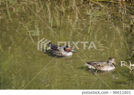 A pair of teal swims together 96611801