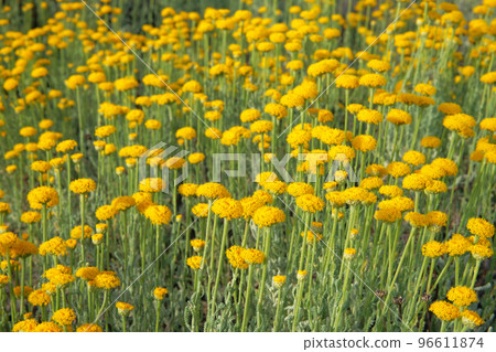 Helichrysum flowers on green nature blurred background. Yellow aromatic flowers for herbalism in meadow. Medicinal herb. 96611874