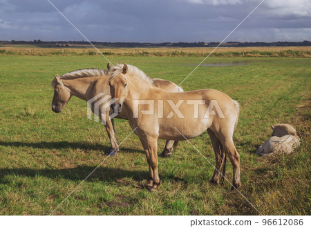 Beautiful thoroughbred horses with foal graze in the meadow at sunset 96612086
