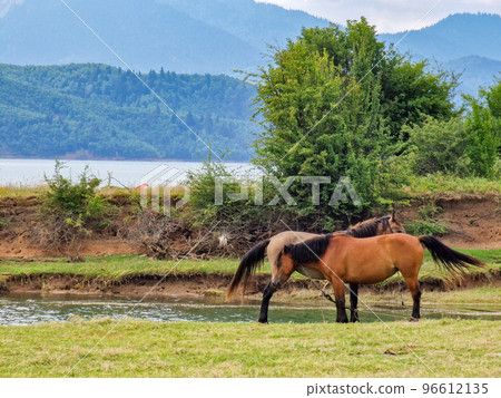 Two horses at the lakeshore of the beautiful landscape around Lake Plastira in Karditsa, Greece 96612135