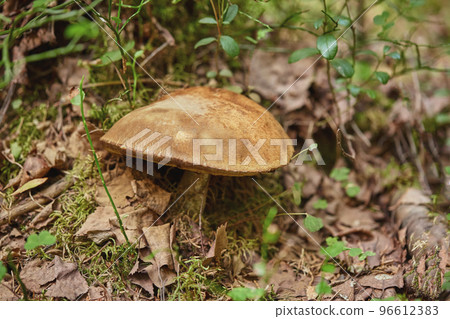 Close-up view of mushroom on the ground in the forest, purposely blurred Close-up view of mushroom on the ground in the forest, purposely blurred 96612383