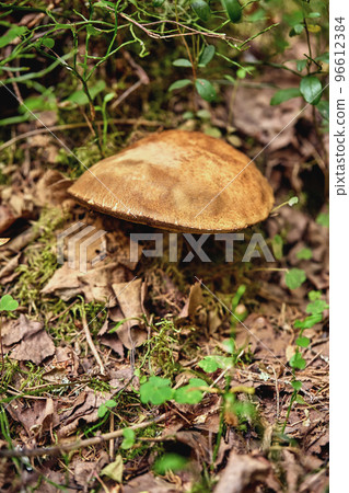 Close-up view of mushroom on the ground in the forest, purposely blurred 96612384