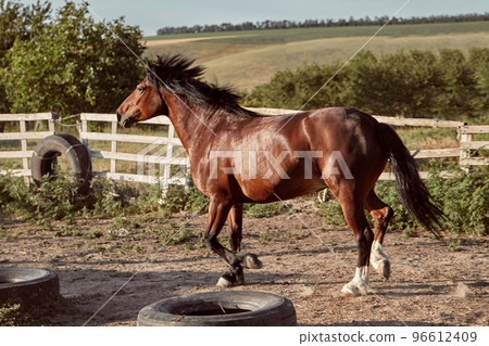 Horse running in the paddock on the sand in summer Horse running in the paddock on the sand in summer 96612409