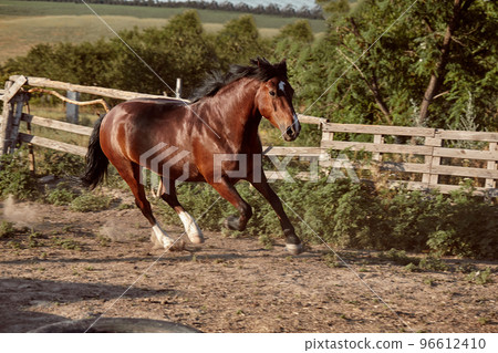 Horse running in the paddock on the sand in summer Horse running in the paddock on the sand in summer 96612410