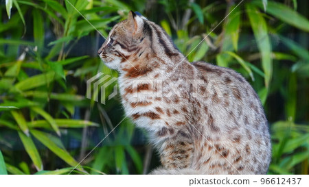 The Bengal wildcat of Inokashira Natural Cultural Park is a clever man The Bengal wildcat of Inokashira Natural Cultural Park is a clever man 96612437
