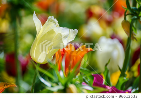 Yellow and white tulip flowers 96612532