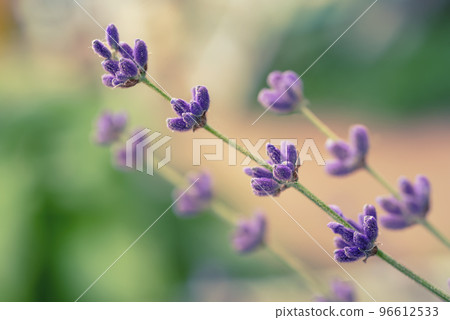 Lavender beautiful flowers Lavender beautiful flowers 96612533