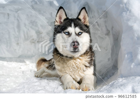 husky resting husky resting 96612585
