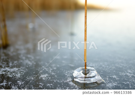 Ice surface of a frozen lake or river on a cold sunny winter sunset. An unusual ice around a dry reed stalk. Details of nature. Ice surface of a frozen lake or river on a cold sunny winter sunset. An unusual ice around a dry reed stalk. Details of nature. 96613386