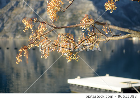 Chinaberry tree ( Melia azedarach ) with cluster of fruit on the background of winter view of Boka Kotor Bay coast. Chinaberry tree ( Melia azedarach ) with cluster of fruit on the background of winter view of Boka Kotor Bay coast. 96613388