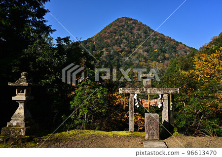 Autumn leaves of Motoise Naiku Kotaijinja Shrine 96613470