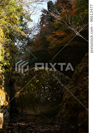 Autumn leaves of Amano Iwato Shrine 96613477