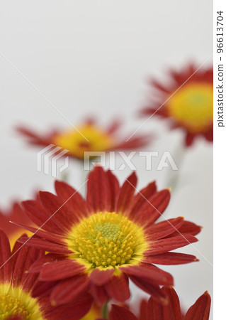 菊花 菊花 96613704