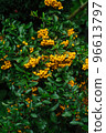 Rowanberry on background of green leaves 96613797
