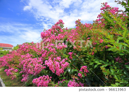 Issai sulpeberry flowers 96613963