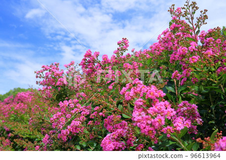 Issai sulpeberry花 96613964