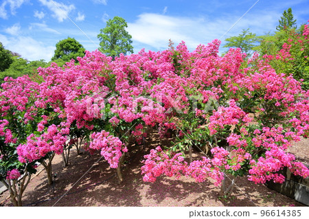 Issai sulpeberry flowers 96614385