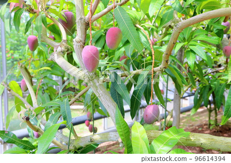 Mango fruit Mango fruit 96614394