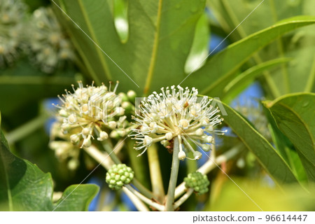 Paperplant flower 96614447