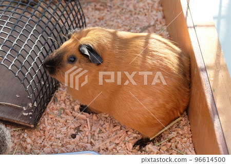 豚鼠 豚鼠 96614500