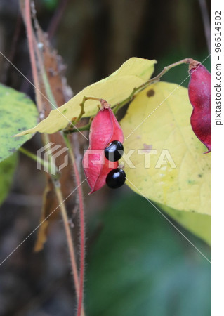 從鮮紅的豆莢中探出頭來的黑籽 Tokiri 豆 從鮮紅的豆莢中探出頭來的黑籽 Tokiri 豆 96614502