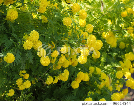 landscape with marigolds 96614544