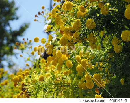 landscape with marigolds 96614545