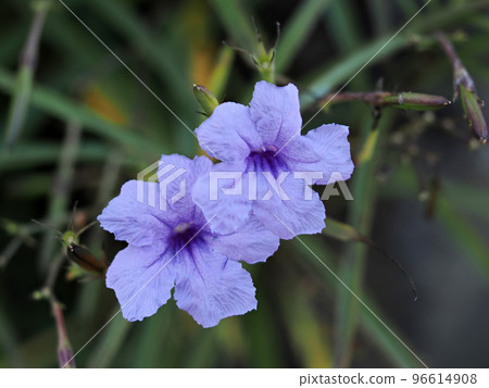 Willow Val Ali Saw flower Willow Val Ali Saw flower 96614908