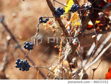 Fruit of Aotutsurafuji 96615352