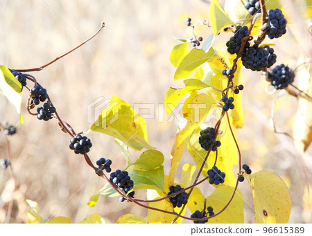 Fruit of Aotutsurafuji 96615389