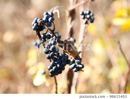 Fruit of Aotutsurafuji 96615403