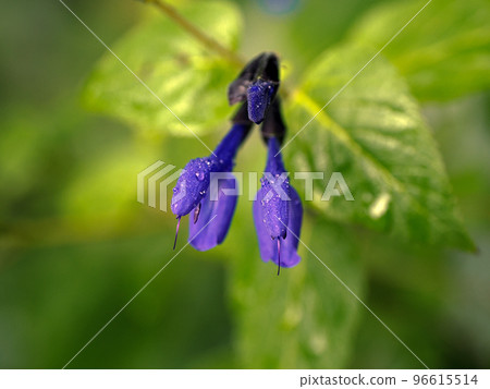 Salvia guaranichka (meadow sage) Salvia guaranichka (meadow sage) 96615514
