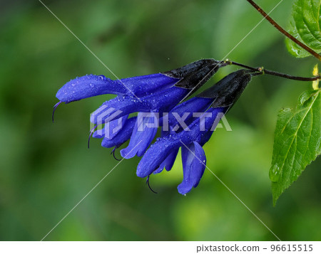 Salvia guaranichka (meadow sage) Salvia guaranichka (meadow sage) 96615515