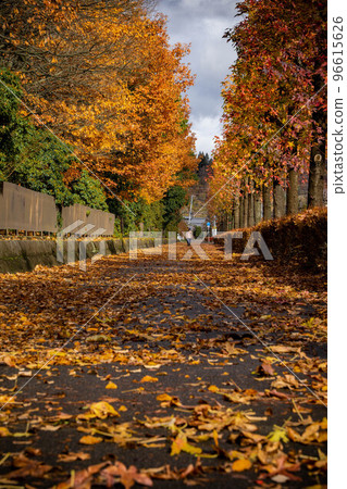 梧桐樹 梧桐樹 96615626