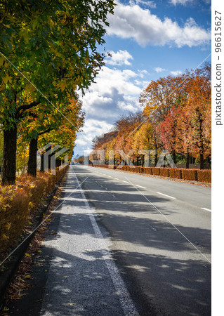 梧桐樹 梧桐樹 96615627